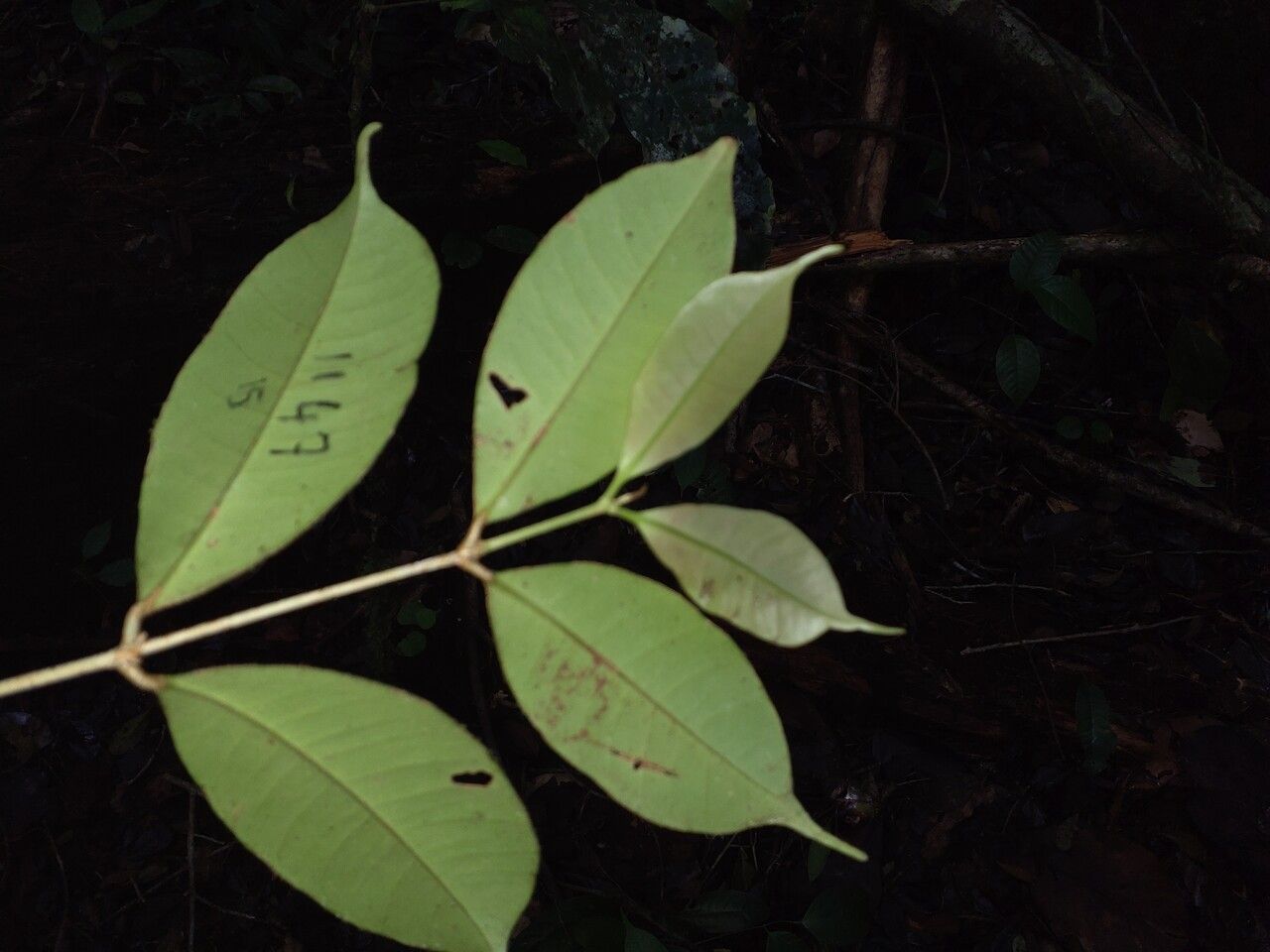 Eugenia exaltata — houseplant care guide