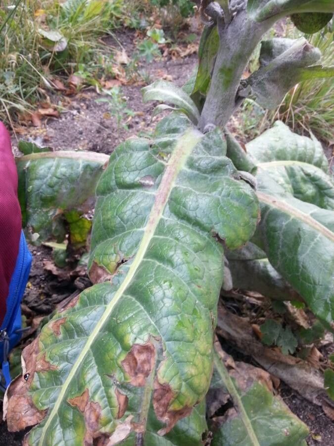 Verbascum bombyciferum leaf