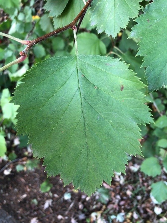 Crataegus canadensis — search result for 'Crataegus'