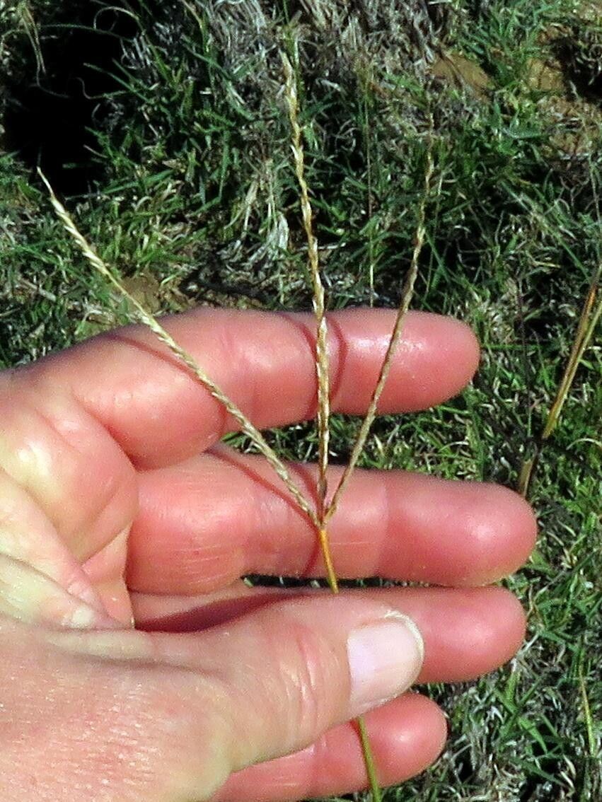 Digitaria ternata — houseplant care guide