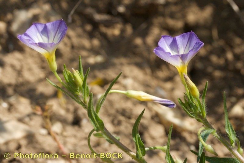Convolvulus meonanthus other
