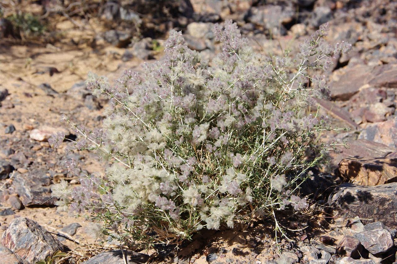 Plocama reboudiana bark