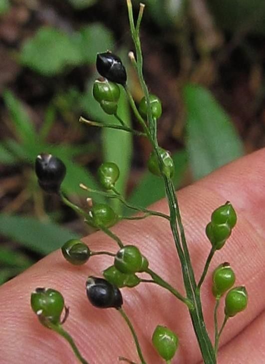 Lasiacis standleyi fruit