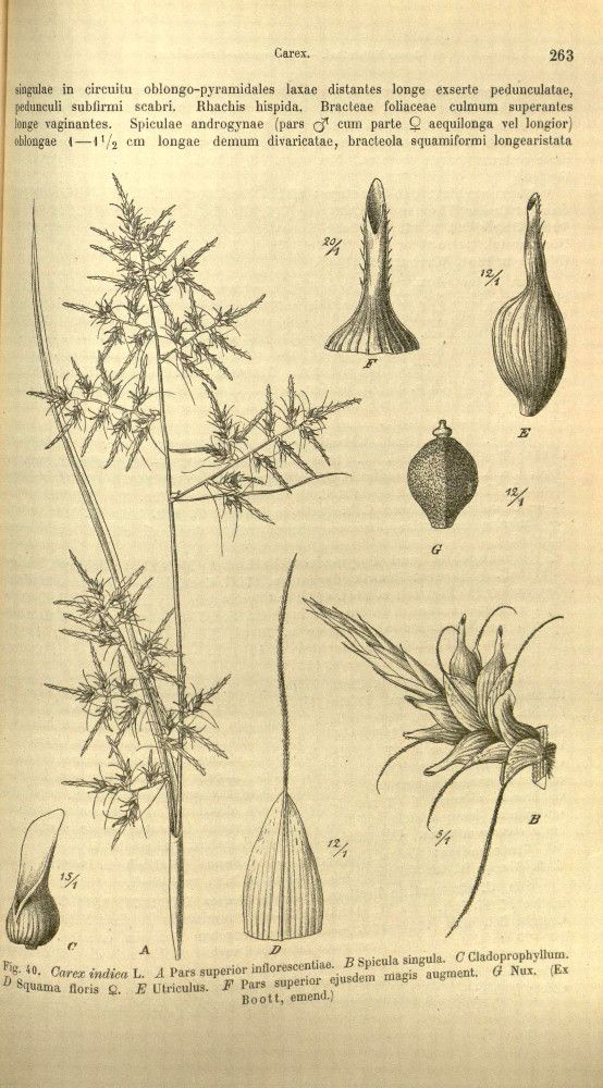 Carex indica — houseplant care guide