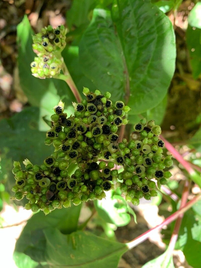 Celosia grandifolia flower