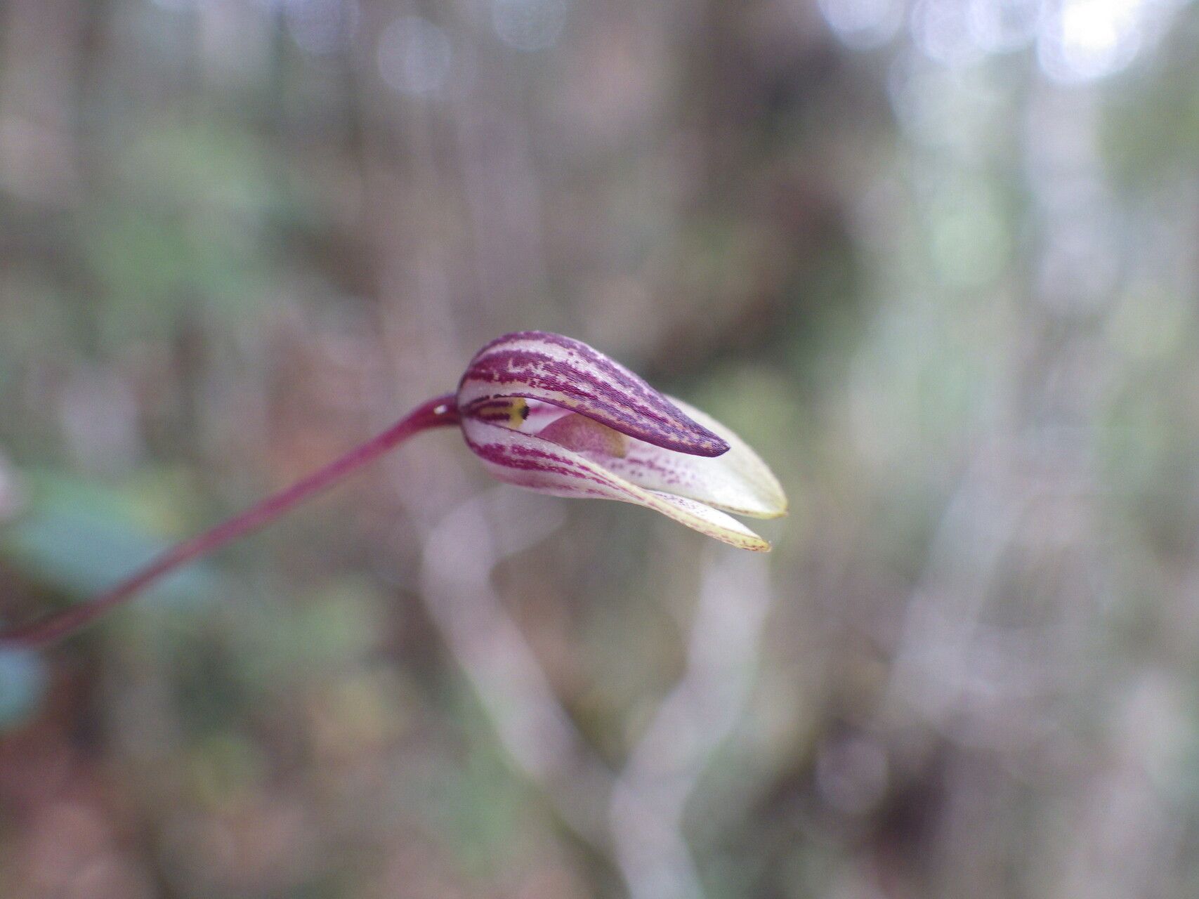 Bulbophyllum rivulare flower