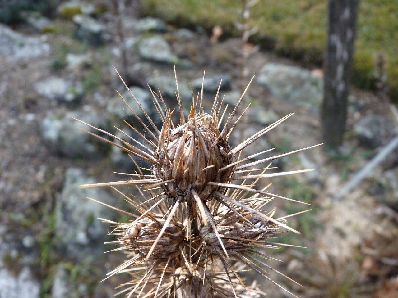 Ptilostemon casabonae fruit