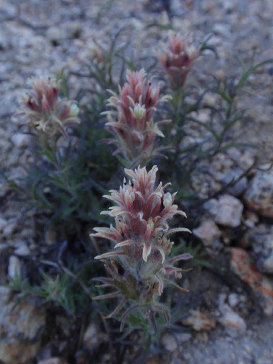 Castilleja nana flower