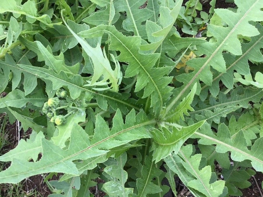 Sonchus radicatus leaf