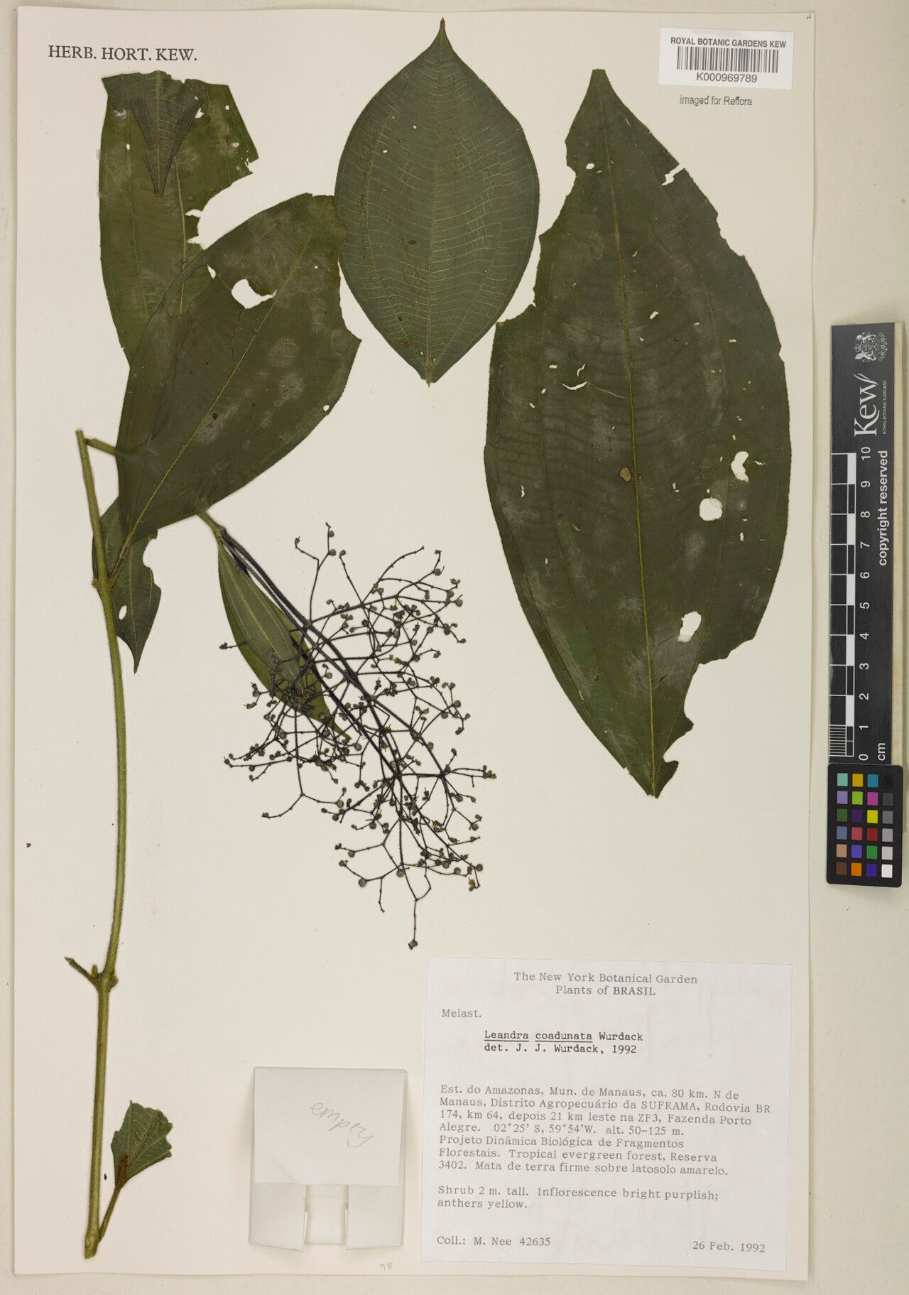 Miconia coadunata — houseplant care guide