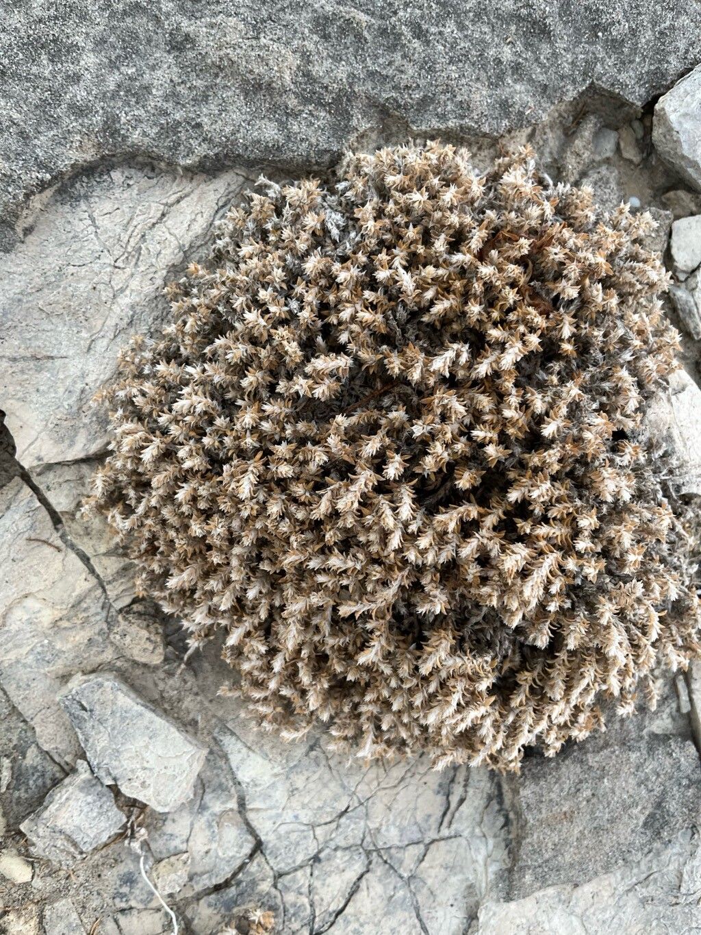 Paronychia macrosepala habit