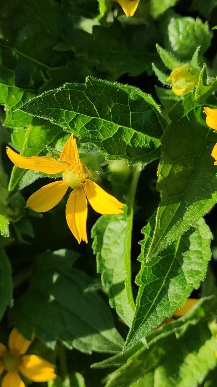 Chrysogonum virginianum leaf