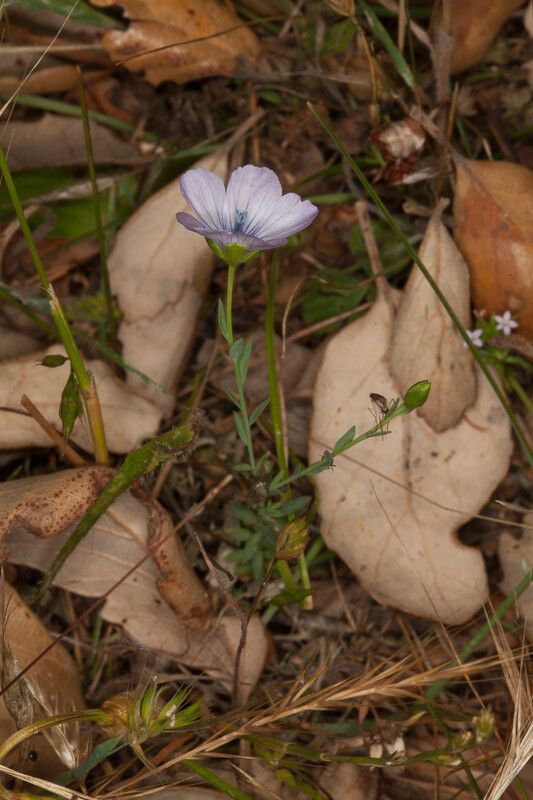 Linum bienne leaf