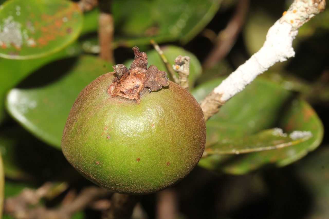 Eugenia kanakana fruit
