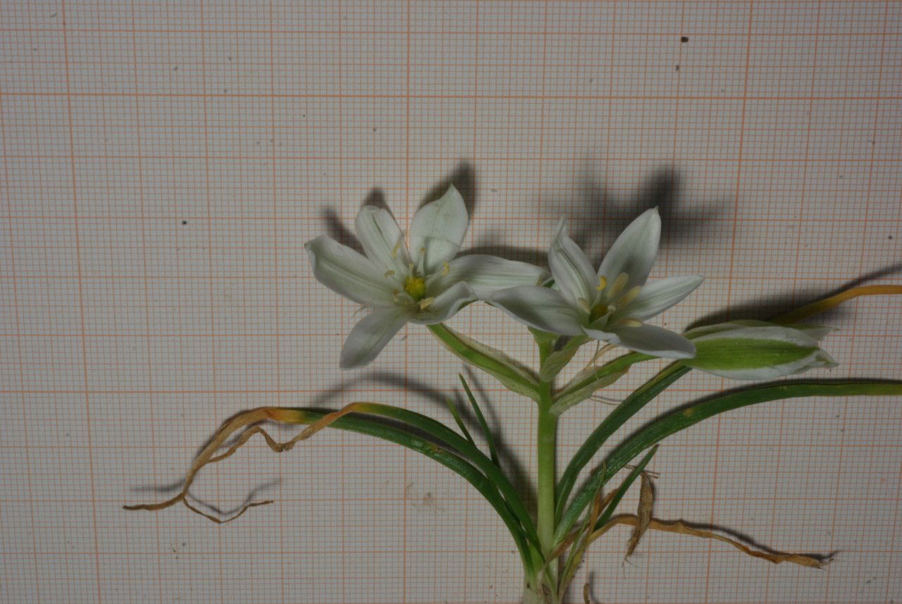 Ornithogalum baeticum habit