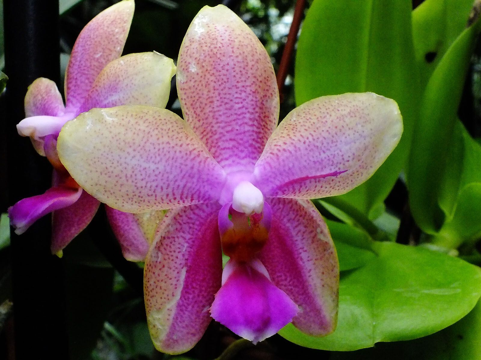 Phalaenopsis violacea flower