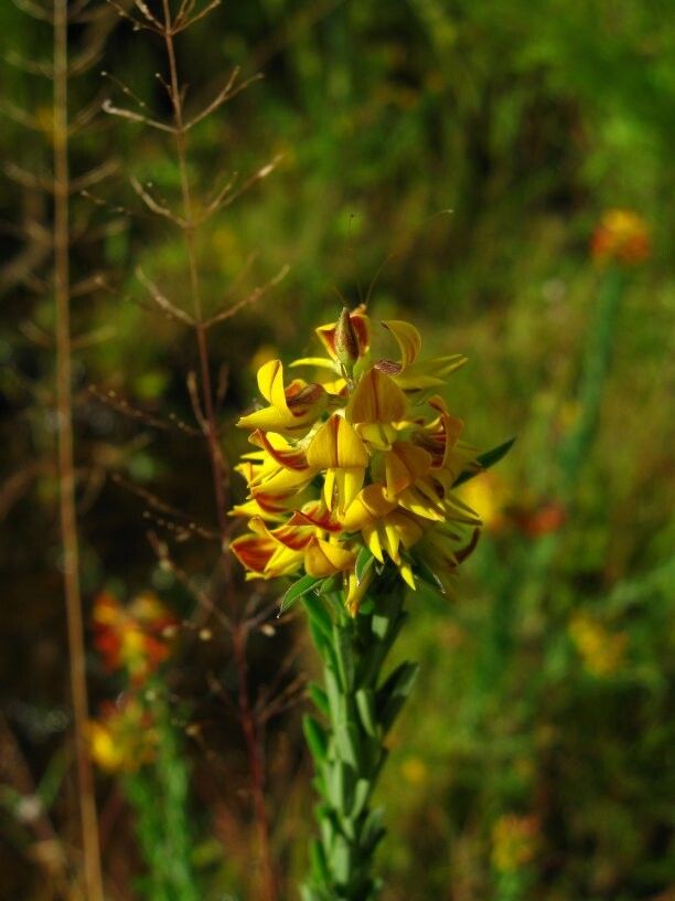 Crotalaria mentiens — houseplant care guide