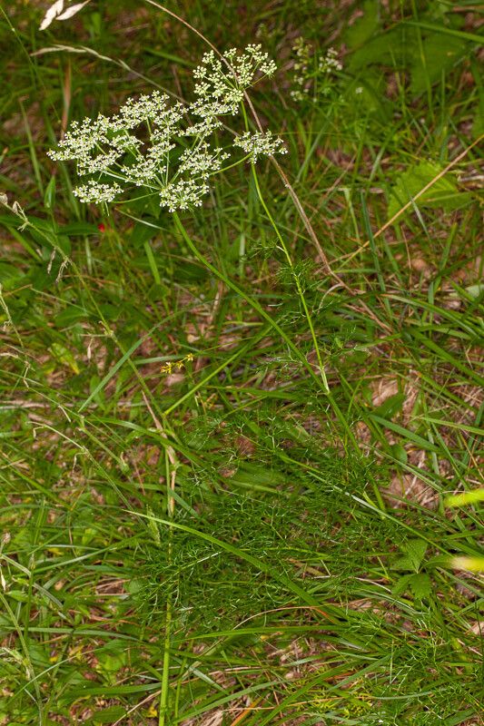 Peucedanum rablense habit