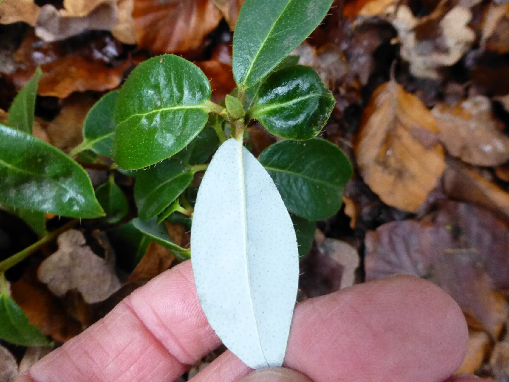 Rhododendron zaleucum — houseplant care guide