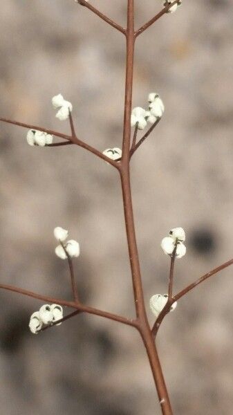 Argyrochosma nivea — related species from the same genus