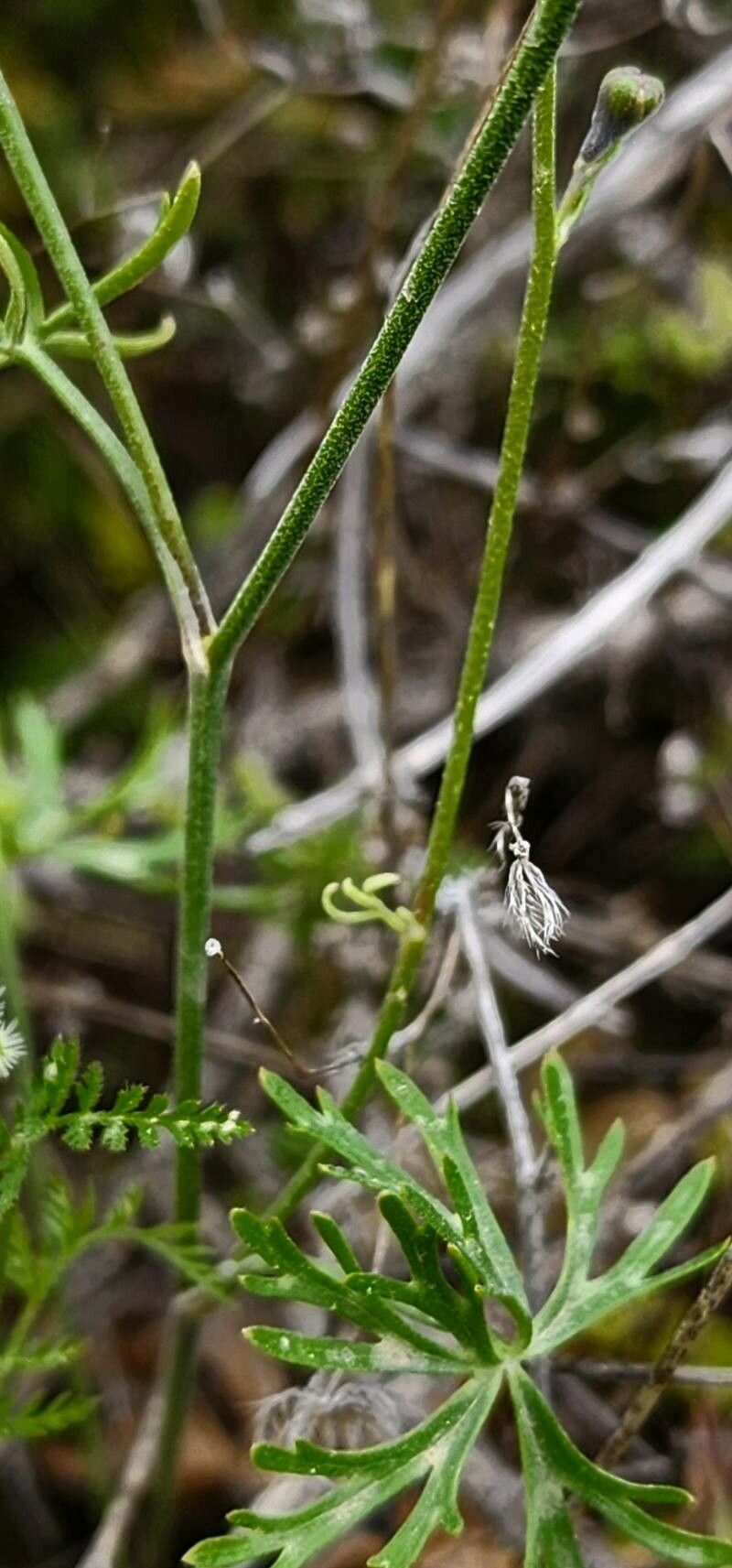 Delphinium cyphoplectrum bark