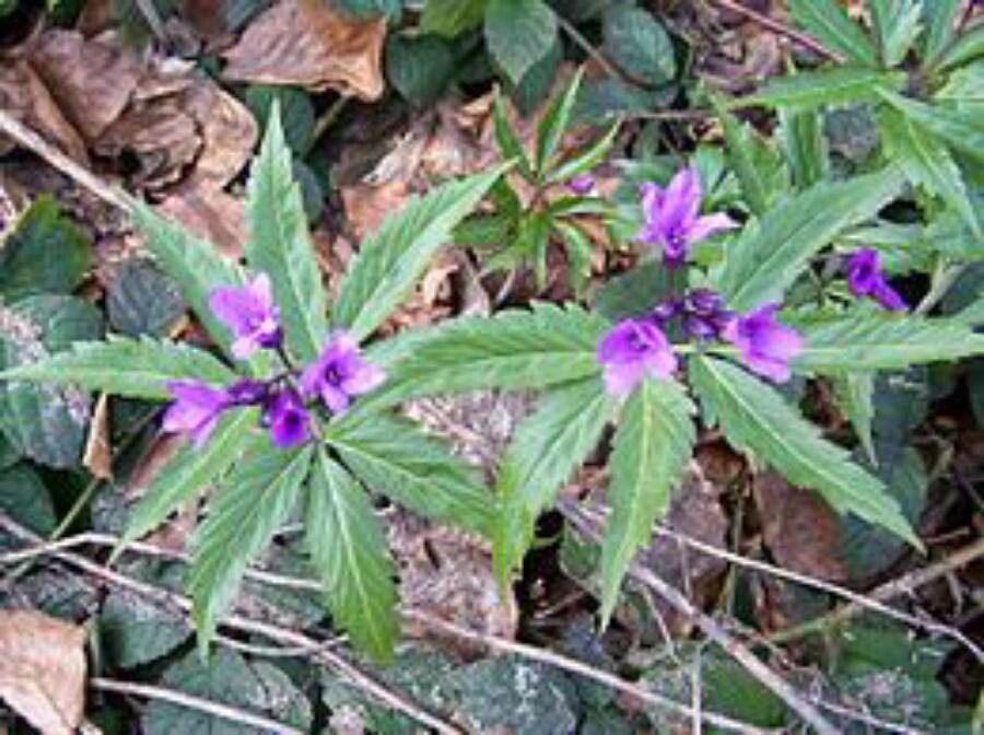 Cardamine glanduligera flower