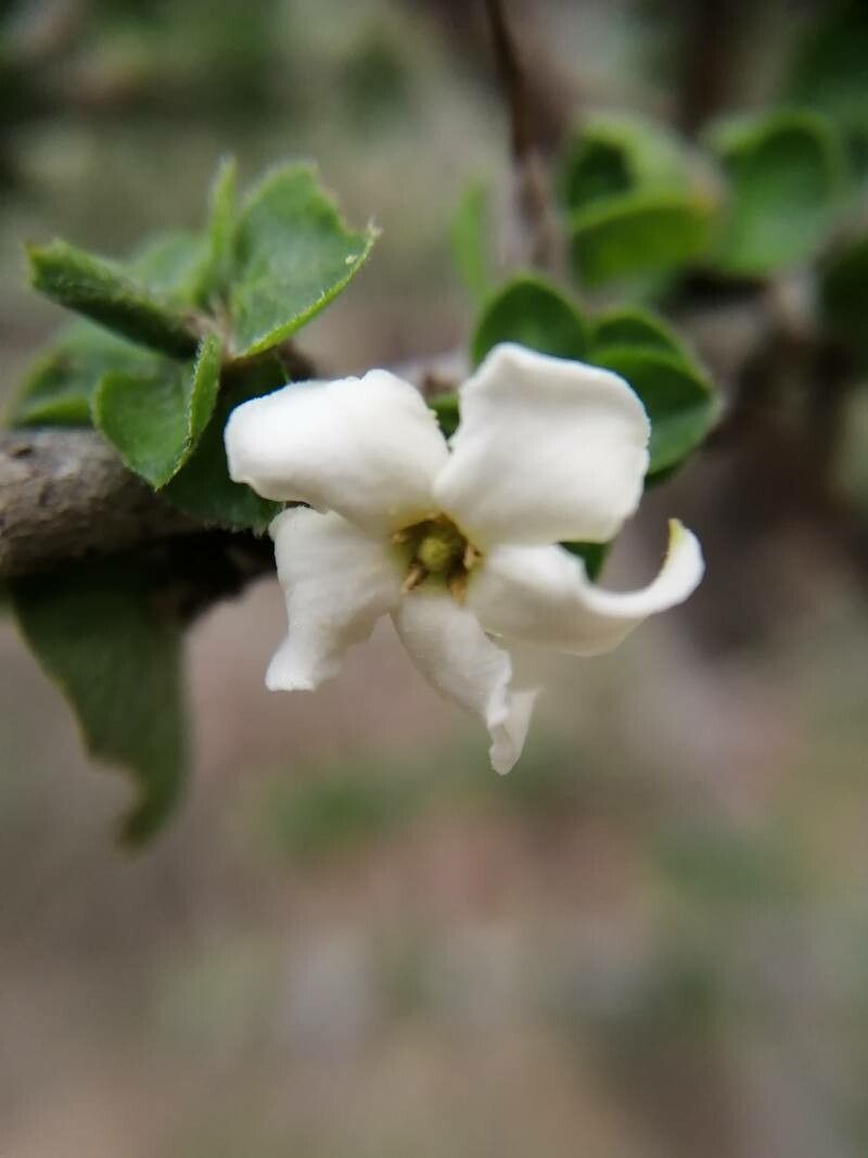 Catunaregam spinosa flower
