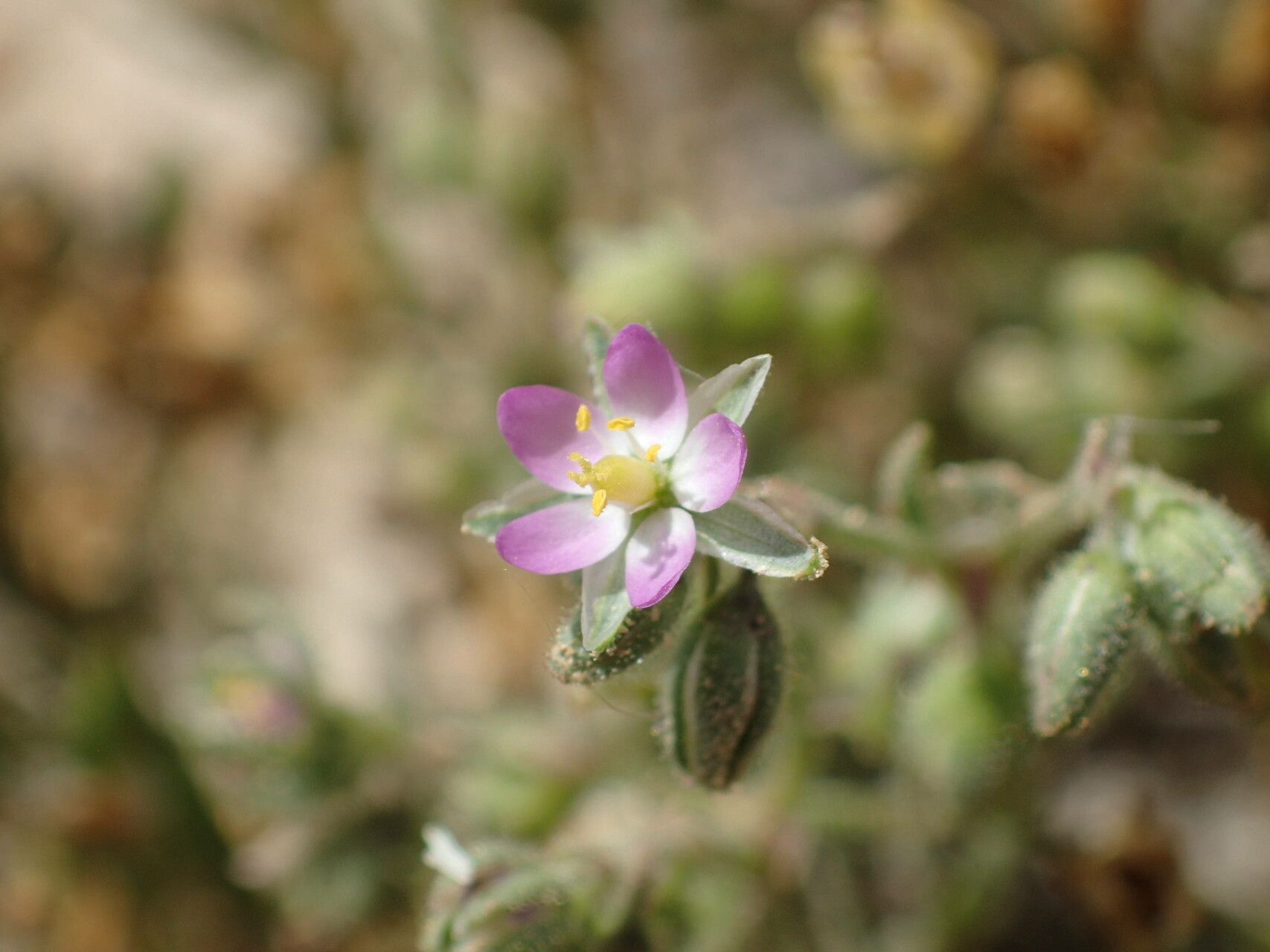 Spergularia bocconei flower