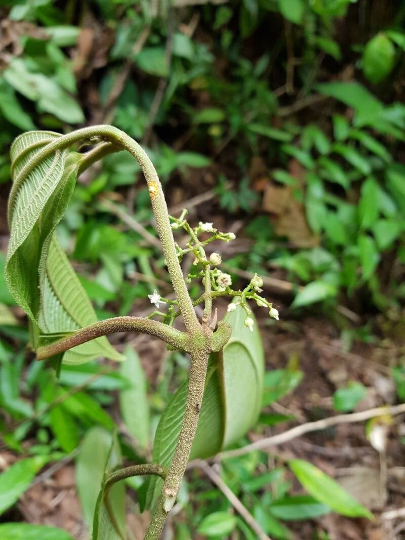 Miconia variabilis fruit