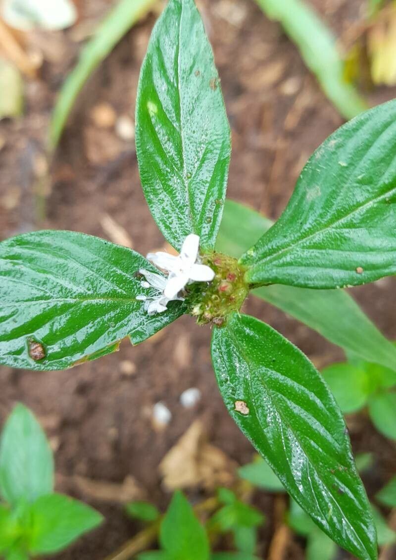 Borreria remota flower