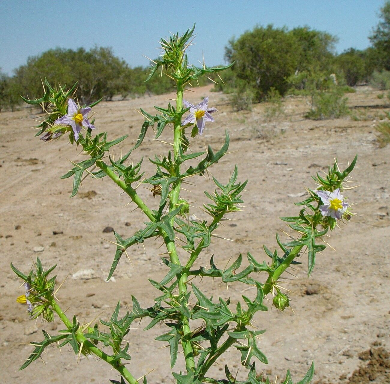 Solanum oligandrum habit