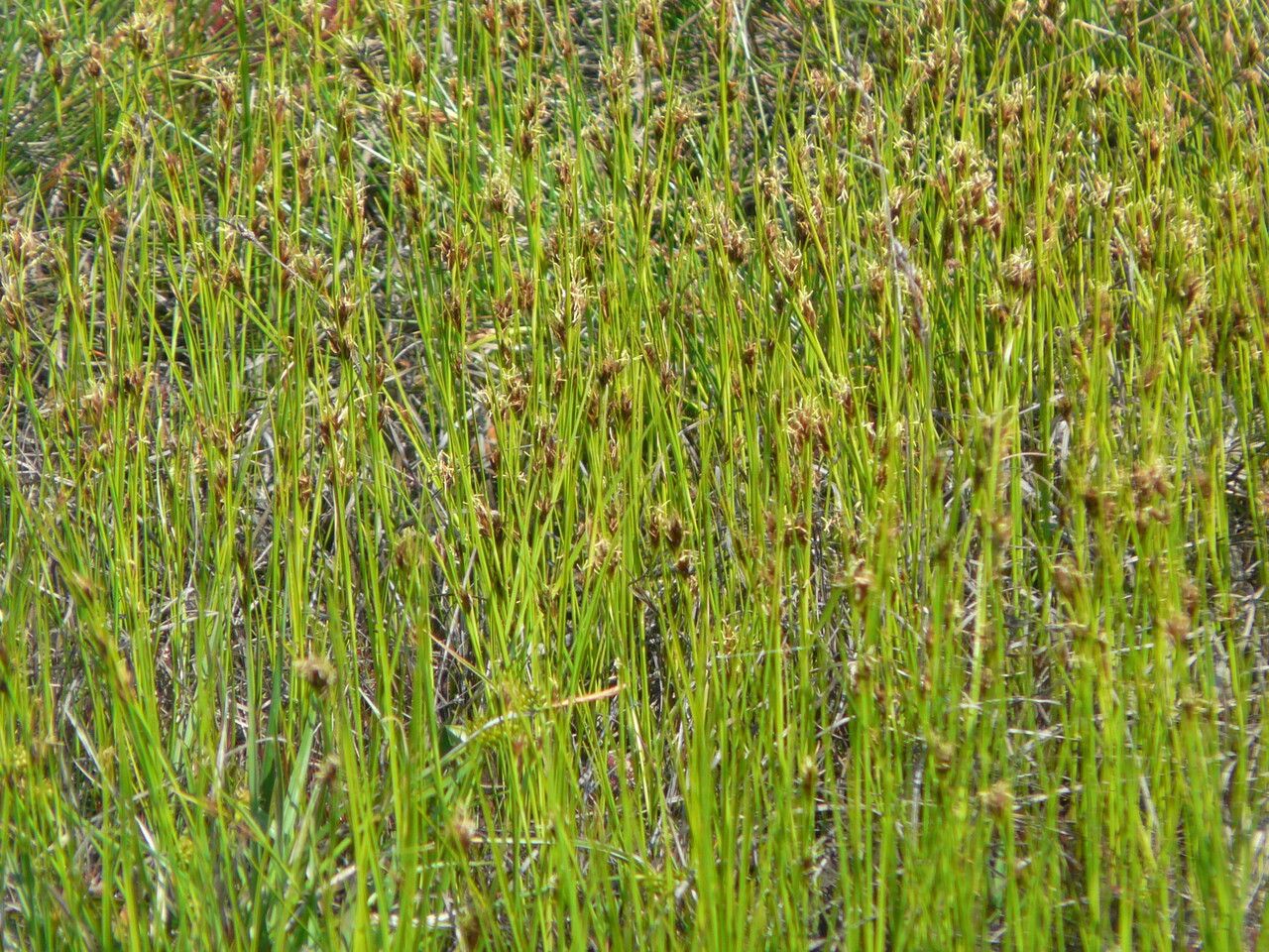Rhynchospora fusca flower