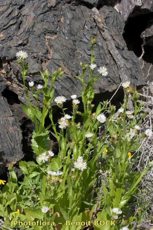 Volutaria bollei habit