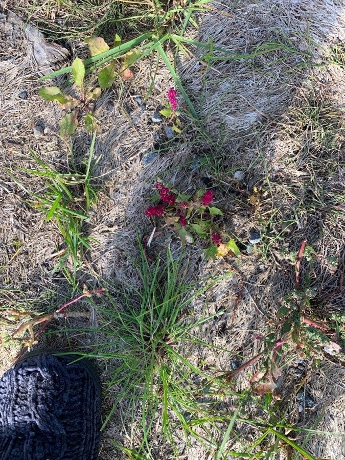 Blitum capitatum flower