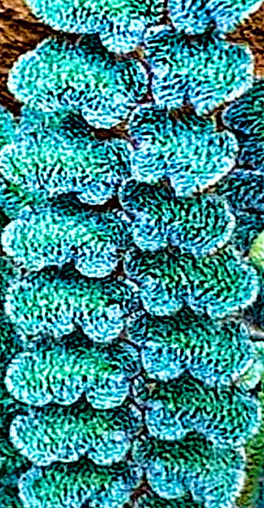 Hemionitis integerrima — houseplant care guide