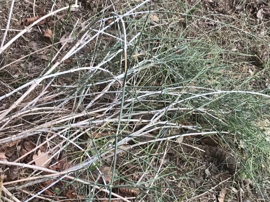Ephedra foliata — search result for 'Turkmenistan'
