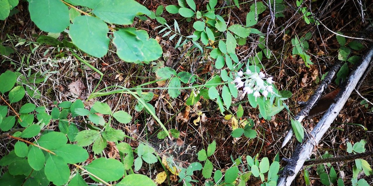 Allium cernuum habit