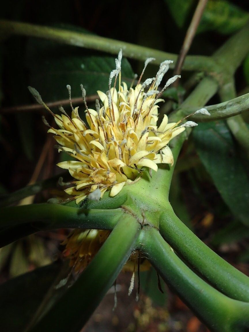 Pavetta candelabra — houseplant care guide