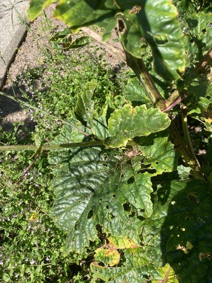 Crambe filiformis — related species from the same genus