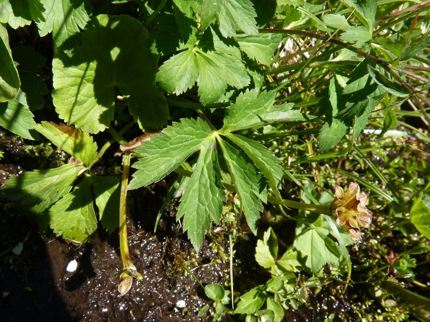 Ranunculus aconitifolius leaf