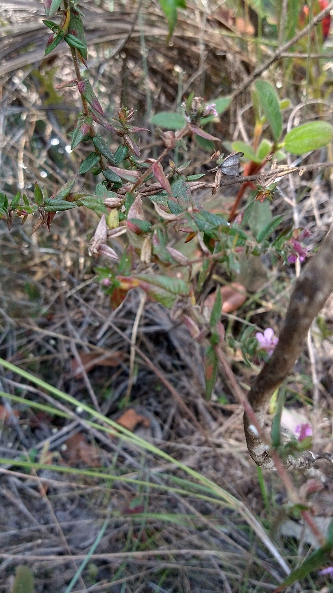 Cuphea antisyphilitica — related species from the same genus