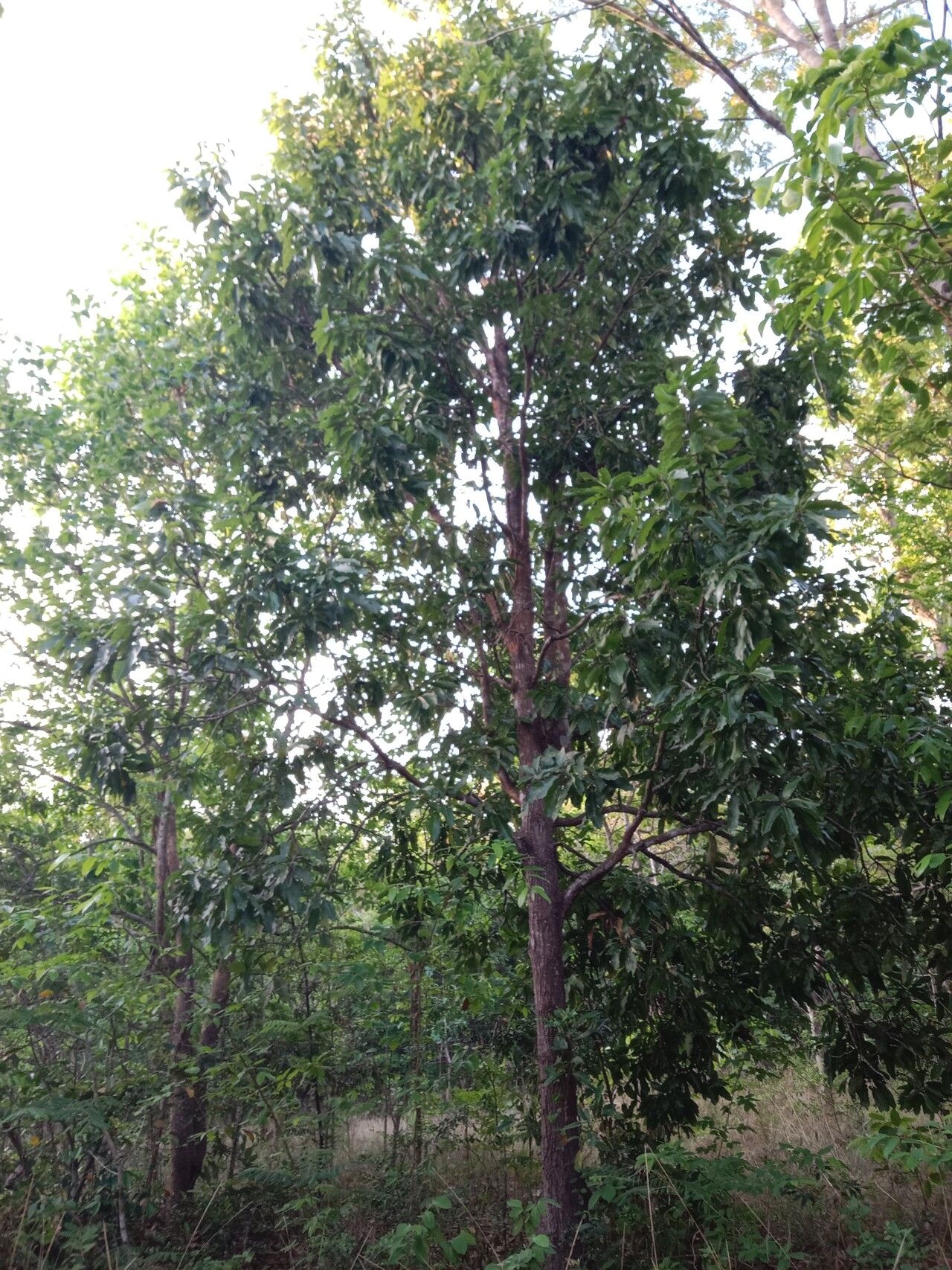 Mangifera caloneura habit