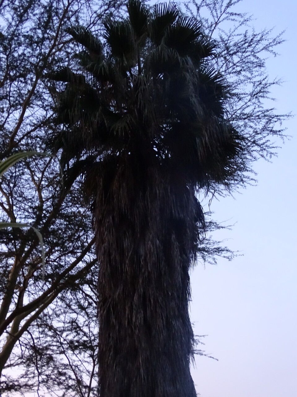 Washingtonia robusta