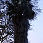 Washingtonia robusta