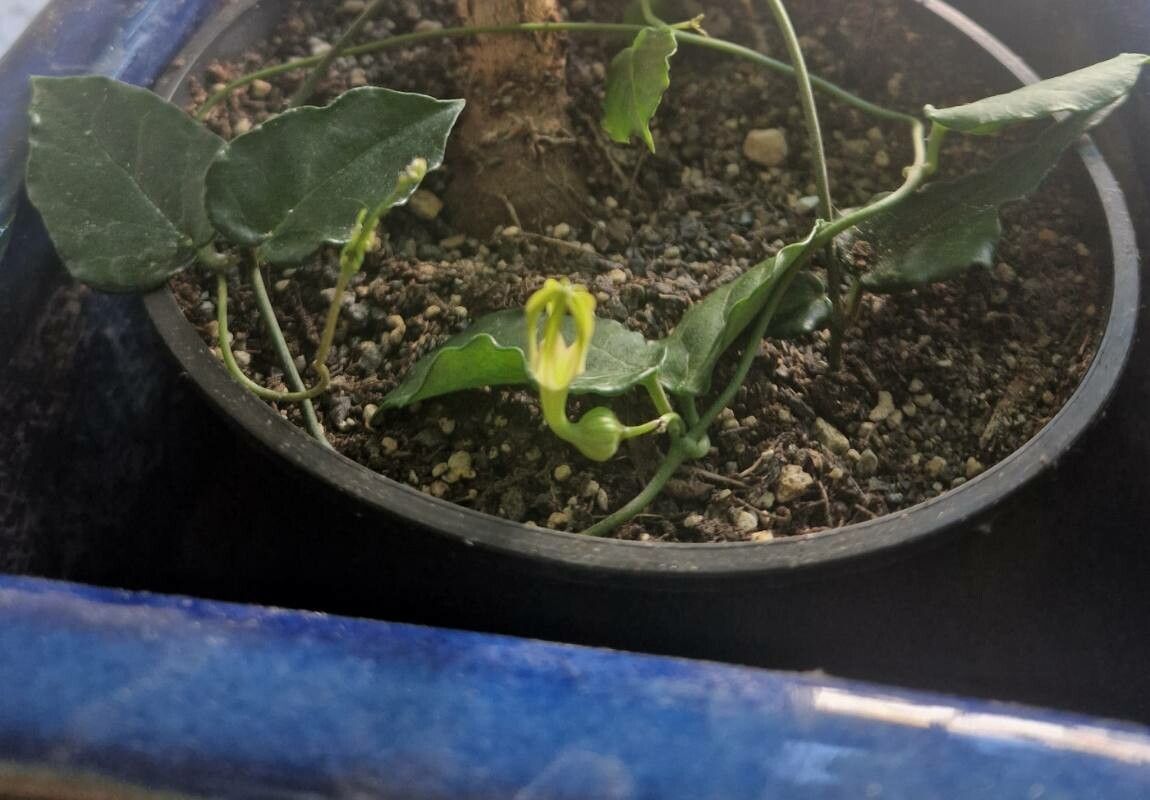 Ceropegia inornata other