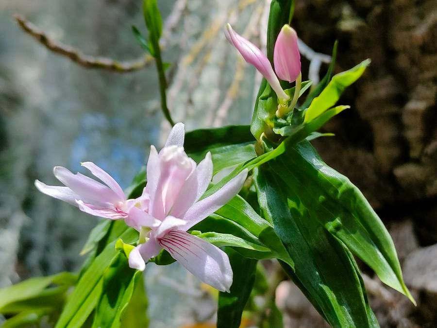 Galearis spectabilis — related species from the same genus