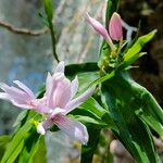 Galearis spectabilis