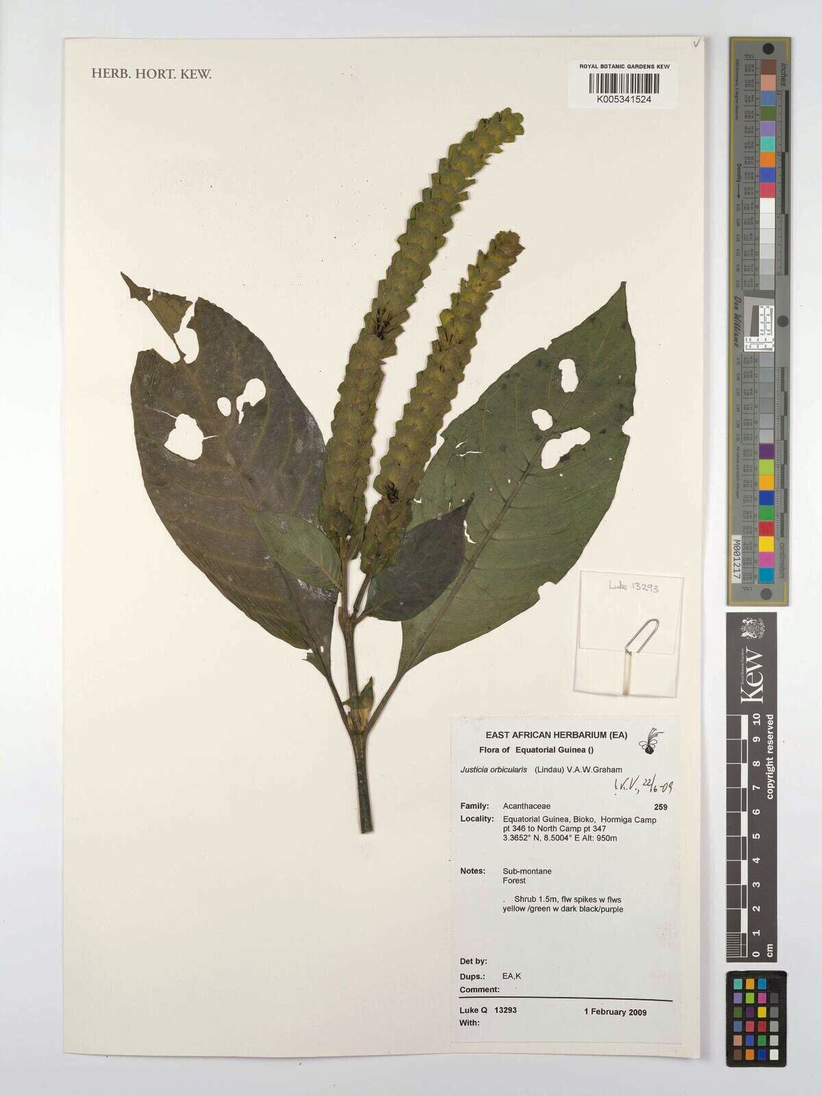 Justicia orbicularis — houseplant care guide