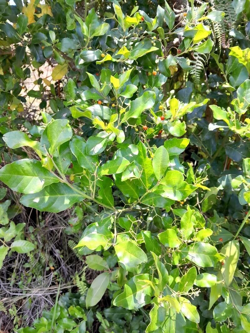 Cassinopsis madagascariensis habit