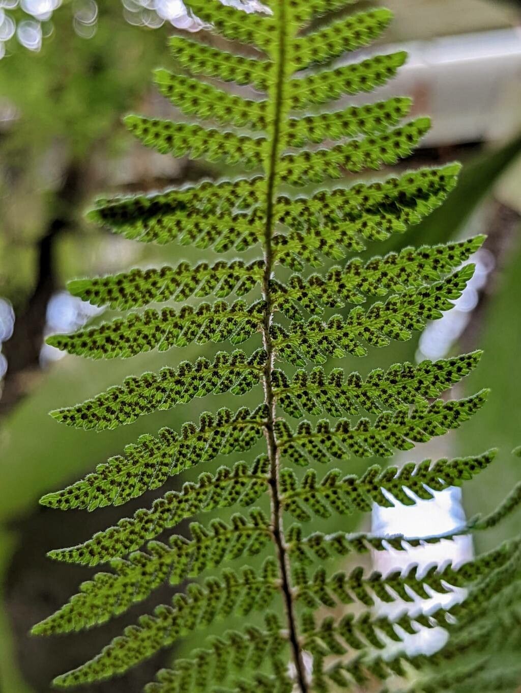 Pleocnemia cumingiana fruit
